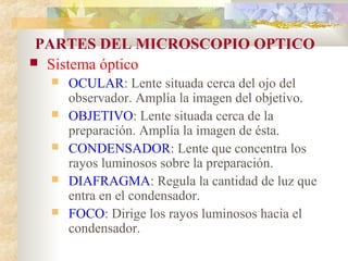PARTES DEL MICROSCOPIO OPTICO
 Sistema óptico
     OCULAR: Lente situada cerca del ojo del
      observador. Amplía la imagen del objetivo.
     OBJETIVO: Lente situada cerca de la
      preparación. Amplía la imagen de ésta.
     CONDENSADOR: Lente que concentra los
      rayos luminosos sobre la preparación.
     DIAFRAGMA: Regula la cantidad de luz que
      entra en el condensador.
     FOCO: Dirige los rayos luminosos hacia el
      condensador.
 
