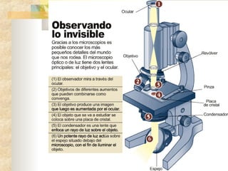 Microscopia ingrisita 2a