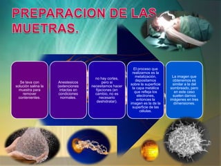 El proceso que
                                                         realizamos es la
                                                           metalización,       La imagen que
                                      no hay cortes,
                                                           depositamos          obtenemos es
   Se lava con       Anestesicos          pero si
                                                        sobre la superficie    similar a la del
solución salina la   (extenciones   necesitamos hacer
                                                         la capa metálica     sombreado, pero
  muestra para        intactas en     fijaciones (en
                                                           que refleja los       en este caso
    remover           condiciones     cambio, no es
                                                            electrones,         suelen darnos
  contenientes.        normales.         necesario
                                                            entonces la       imágenes en tres
                                       deshidratar).
                                                        imagen es la de la      dimensiones.
                                                         superficie de las
                                                              células.
 