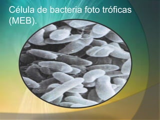 Célula de bacteria foto tróficas
(MEB).
 