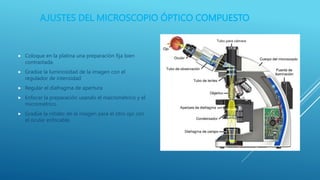 Microscopia QR2[1].pptx