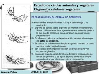Acosta, Pablo UNACHI, 2013
Estudio de células animales y vegetales.
Orgánulos celulares vegetales
PREPARACIÓN EN GLICERINA, NO DEFINITIVA:
Además de las manipulaciones 1-2-3 y 4 del montaje I, se
realizarán:
5.- El porta se coloca sobre el pocillo de montar preparaciones.
Secar cuidadosamente el agua de ambos lados del porta y
la que quede cercana a la preparación, con una tira de
papel de filtro.
6.- En el centro del corte de la preparación, se depositan un par
de gotas de glicerina.
7.- Se coloca un cubreobjetos limpio apoyando primero un canto
sobre el porta y dejándolo caer.
8.- con la aguja enmangada se sacan las gotas de aire y el
exceso de glicerina.
9.- Con unas tiras de papel de filtro se limpia la preparación de
restos de glicerina o de agua. El porta debe estar limpio
antes de mirar por el microscopio la preparación.
 