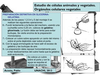 Acosta, Pablo UNACHI, 2013
Estudio de células animales y vegetales.
Orgánulos celulares vegetales
PREPARACIÓN DEFINITIVA EN GLICERINA-
GELATINA:
Además de los pasos 1.2-3-4 y 5 del montaje II se
realizan las siguientes operaciones:
6.- Fundir lentamente a la llama del mechero, usando una
cucharilla como 0,25 cm. cúbicos de gelatina-
glicerinada. La fusión debe ser lenta para evitar
burbujas. Se vierte encima de la preparación
microscópica.
7.- Colocar un cubre sobre apoyando un canto del mismo
sobre el porta dejándolo caer sobre el porta.
8.- Con la aguja enmangada se hace salir el exceso de
gelatina y las burbujas de aire.
9.- La preparación debe reposar horizontalmente para
evitar deslizamientos del cubre hasta que la gelatina
esté endurecida.
Se coloca un cubre
sobre el porta y con la
aguja se expulsa el
exceso de glicerina.
 