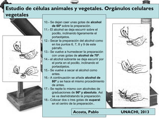 Estudio de células animales y vegetales. Orgánulos celulares
vegetales
10.- Se dejan caer unas gotas de alcohol
de 60º sobre la preparación.
11.- El alcohol se deja escurrir sobre el
pocillo, inclinando ligeramente el
portaobjetos.
12.- Secar la preparación del alcohol como
en los puntos 6, 7, 8 y 9 de este
párrafo.
13.- Se vuelve a humedecer la preparación
con unas gotas de alcohol de 70º.
14.- el alcohol sobrante se deja escurrir por
el porta en el pocillo, inclinando el
portaobjetos.
15.- Se vuelve a secar el alcohol como
antes.
16.- A continuación se añade alcohol de
80º y se hace el mismo procedimiento
de antes.
17.- Se repite lo mismo con alcoholes de
graduaciones de 96º y absoluto. Así
se va deshidratando la preparación.
18.- Colocar dos o tres gotas de euparal
en el centro de la preparación..
Acosta, Pablo UNACHI, 2013
 