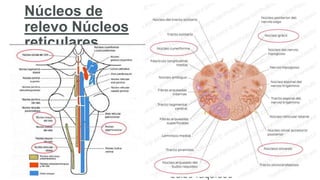 MICROSCOPIA TRONCO ENCEFALICO..pptx