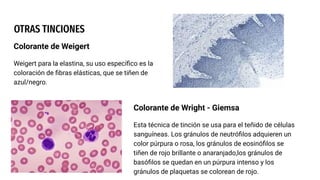 MICROSCOPIA, TINCIONES CON TODAS SUS CARACTERÍSTICAS .pdf