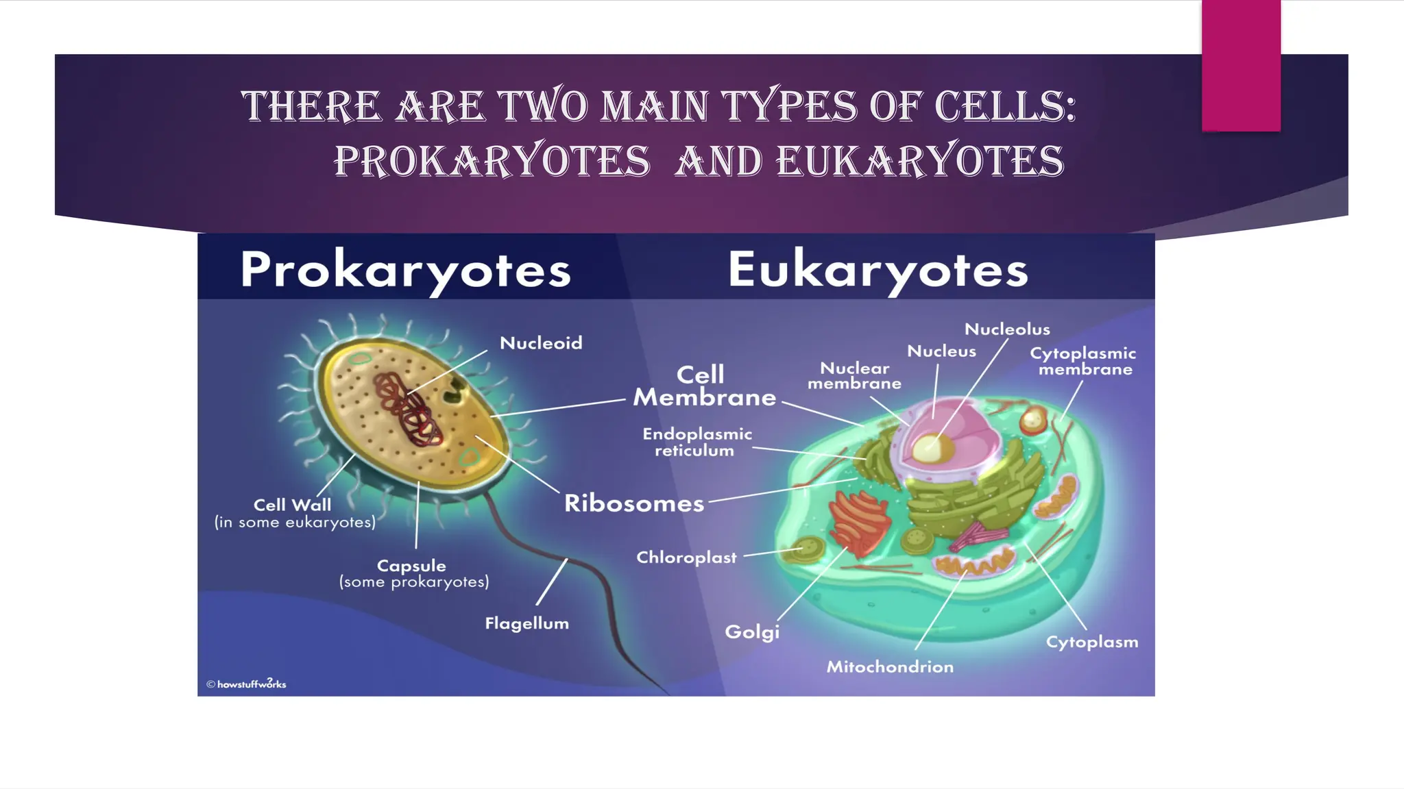 Microscopic Anatomy modulejjjiuuuuujiiiu | PPT