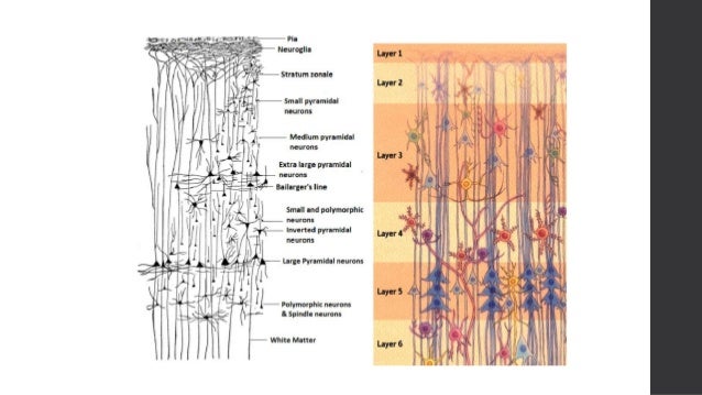 Microscopic anatomy of cerebral cortex corpus callosum diagram 