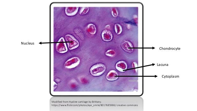 microscopic anatomy of hyaline cartilage hyaline cartilage