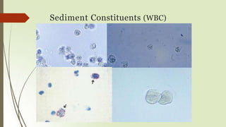 Sediment Constituents (WBC)
 