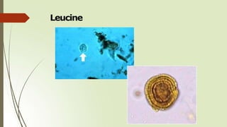 Leucine
 