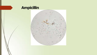 Ampicillin
 