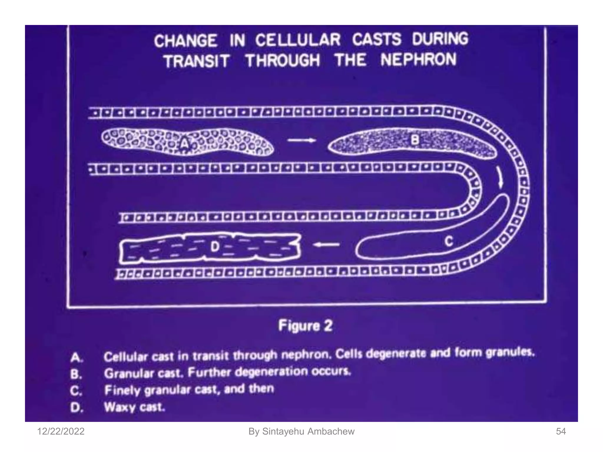 54
12/22/2022 By Sintayehu Ambachew
 