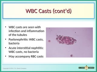 Microscopic exam of urine and Patholgy in Animals. | PPT