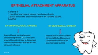 Microscopic features of Gingiva by DR SUHANI GOEL | PPT
