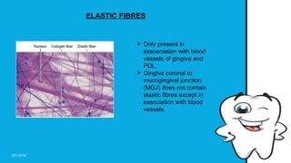 Microscopic features of Gingiva by DR SUHANI GOEL | PPT