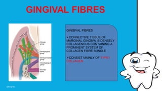 Microscopic features of Gingiva by DR SUHANI GOEL | PPT