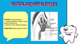 Microscopic features of Gingiva by DR SUHANI GOEL | PPT