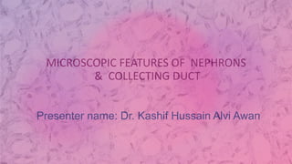 MICROSCOPIC FEATURES OF NEPHRONS
& COLLECTING DUCT
Presenter name: Dr. Kashif Hussain Alvi Awan
 