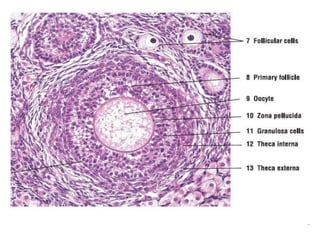 Microscopic features of ovary | PPT