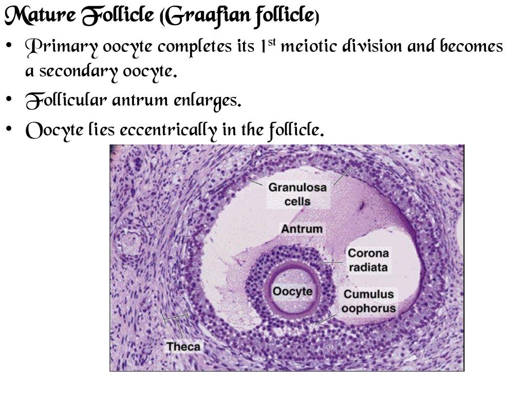 Microscopic features of ovary