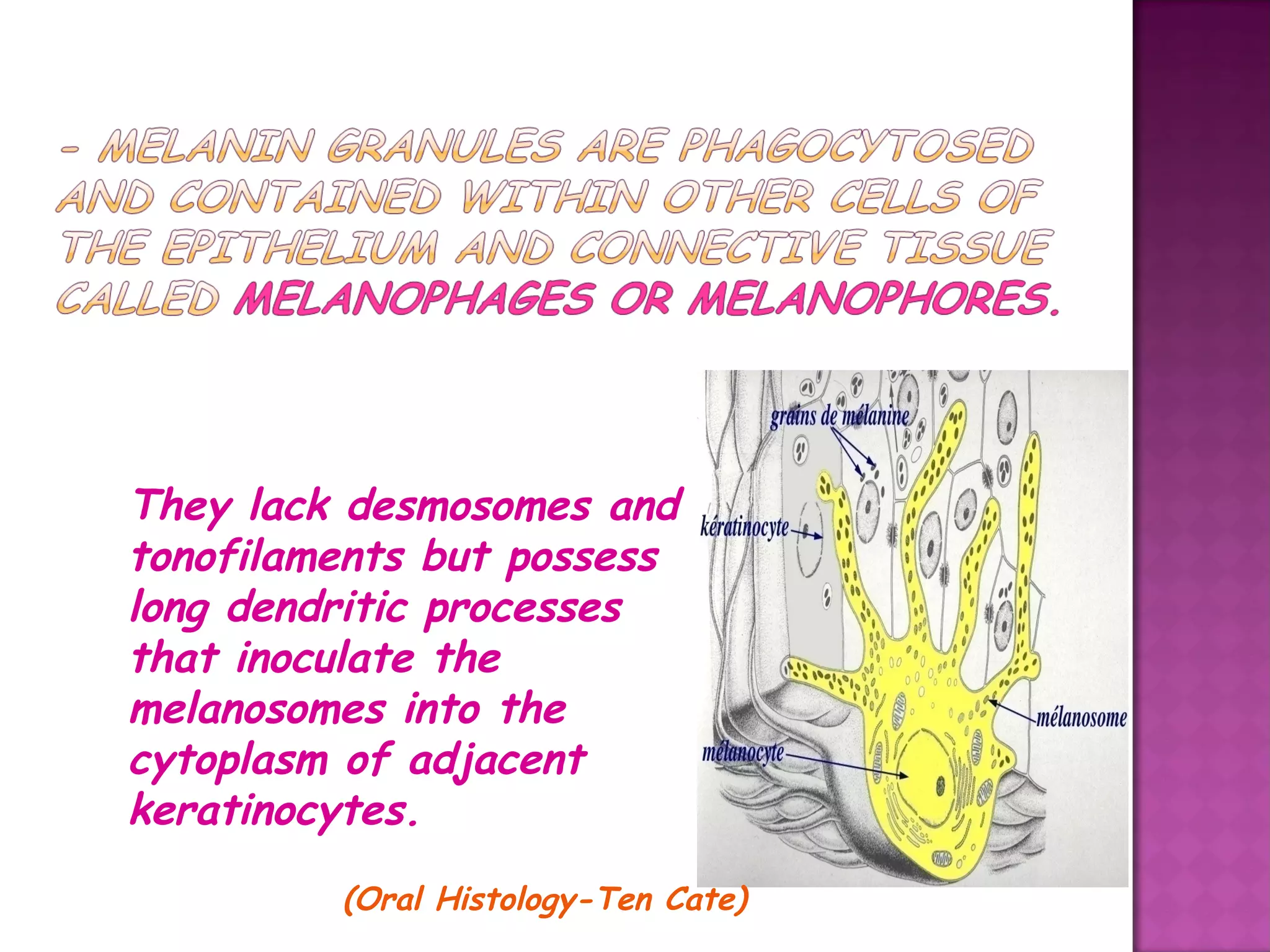 They lack desmosomes and
tonofilaments but possess
long dendritic processes
that inoculate the
melanosomes into the
cytoplasm of adjacent
keratinocytes.
(Oral Histology-Ten Cate)