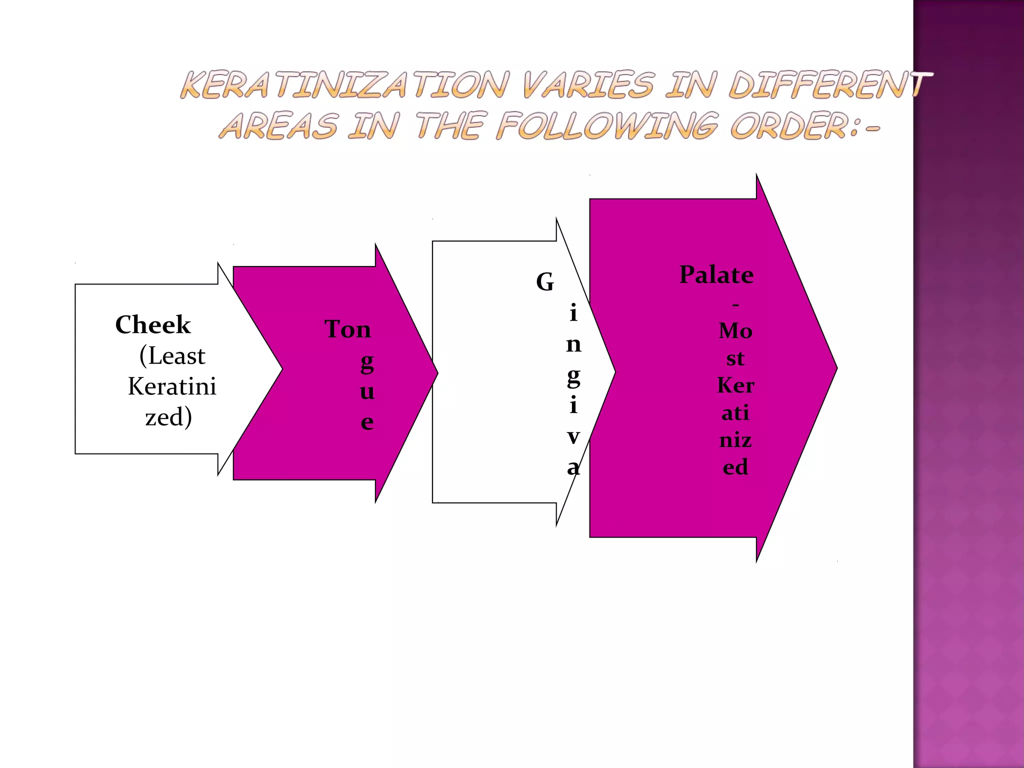 Palate
-
Mo
st
Ker
ati
niz
ed
G
i
n
g
i
v
a
Ton
g
u
e
Cheek
(Least
Keratini
zed)