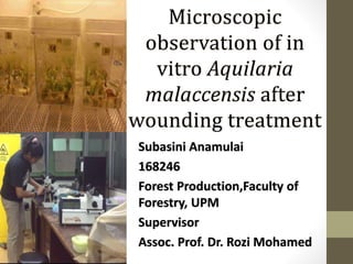 Microscopic
observation of in
vitro Aquilaria
malaccensis after
wounding treatment
Subasini Anamulai
168246
Forest Production,Faculty of
Forestry, UPM
Supervisor
Assoc. Prof. Dr. Rozi Mohamed
 
