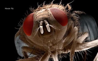 House Fly
 
