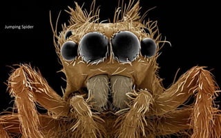 Jumping Spider
 