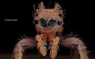 Jumping Spider
 