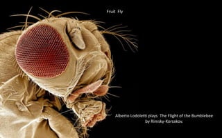 Fruit Fly
Alberto Lodoletti plays The Flight of the Bumblebee
by Rimsky-Korsakov.
 