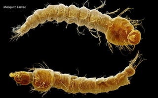 Mosquito Larvae
 