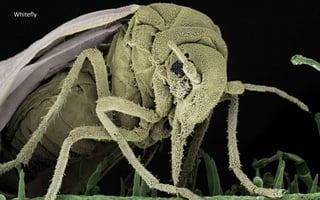 Whitefly
 