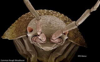 Common Rough Woodlouse
PPS Mana
 