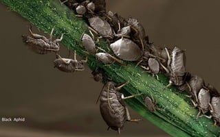 Black Aphid
 