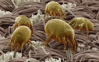 Dust Mite
 