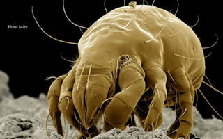 Flour Mite
 