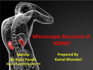 Microscopic Structure of
KIDNEY
Mentor
Dr Ruku Pandit
Dept. Of Anatomy,CMS-TH
Prepared By
Kamal Bhandari
 
