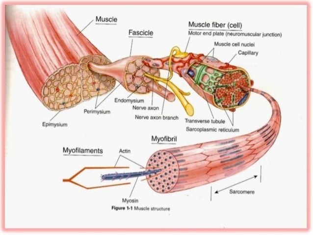 microscopic-structure-of-skeletal-muscle-by-dr-s-n-singh