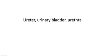 Sensitivity: Internal
Ureter, urinary bladder, urethra
 