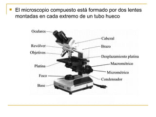 El microscopio compuesto está formado por dos lentes montadas en cada extremo de un tubo hueco 