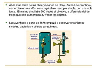 Años más tarde de las observaciones de Hook, Anton Leeuwenhoek, comerciante holandés, construyó el microscopio simple, con una sola lente.  El mismo ampliaba 200 veces el objetivo, a diferencia del de Hook que solo aumentaba 30 veces los objetos. Leeuwenhoek a partir de 1676 empezó a observar organismos simples, bacterias y células sanguíneas . 