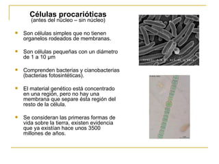 Células procarióticas (antes del núcleo – sin núcleo) Son células simples que no tienen organelos rodeados de membranas. Son células pequeñas con un diámetro  de 1 a 10 µm Comprenden bacterias y cianobacterias (bacterias fotosintéticas). El material genético está concentrado en una región, pero no hay una membrana que separe ésta región del resto de la célula. Se consideran las primeras formas de vida sobre la tierra, existen evidencia que ya existían hace unos 3500 millones de años. 