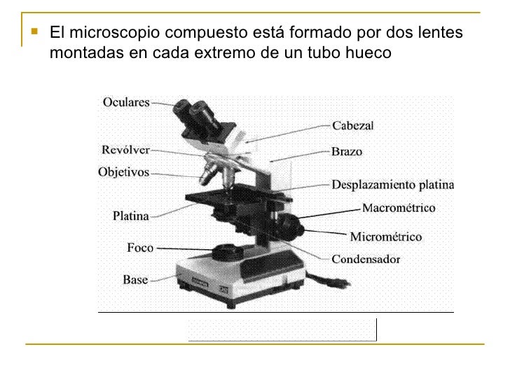Microscopio