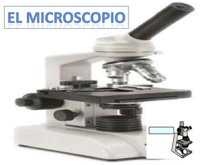 El microscopio 