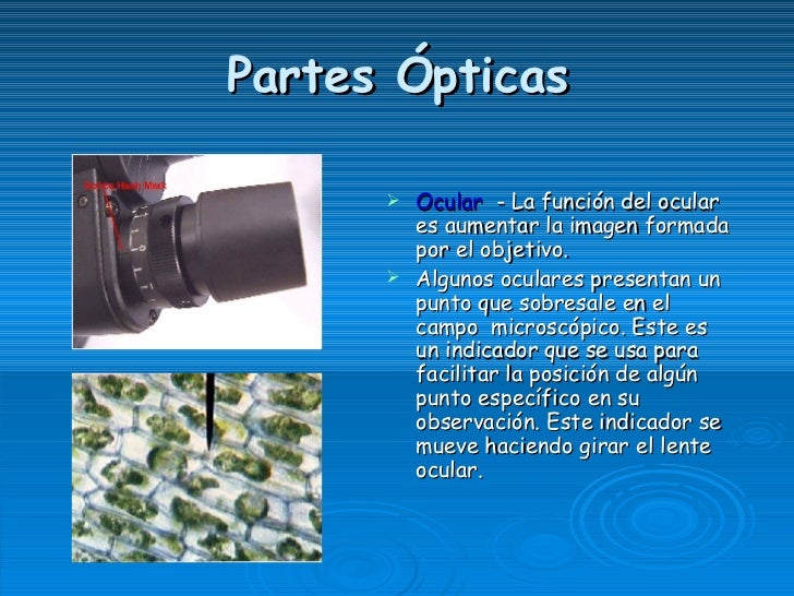 Microscopio
