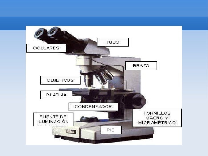 Microscopio