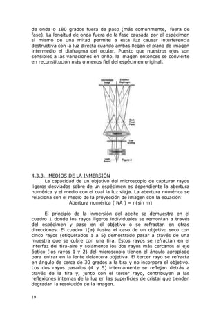 19
de onda o 180 grados fuera de paso (más comunmente, fuera de
fase). La longitud de onda fuera de la fase causada por el espécimen
sí mismo de una mitad permite a esta luz causar interferencia
destructiva con la luz directa cuando ambas llegan el plano de imagen
intermedio el diafragma del ocular. Puesto que nuestros ojos son
sensibles a las variaciones en brillo, la imagen entonces se convierte
en reconstitución más o menos fiel del espécimen original.
4.3.3.- MEDIOS DE LA INMERSIÓN
La capacidad de un objetivo del microscopio de capturar rayos
ligeros desviados sobre de un espécimen es dependiente la abertura
numérica y el medio con el cual la luz viaja. La abertura numérica se
relaciona con el medio de la proyección de imagen con la ecuación:
Abertura numérica ( NA ) = n(sin m)
El principio de la inmersión del aceite se demuestra en el
cuadro 1 donde los rayos ligeros individuales se remontan a través
del espécimen y pase en el objetivo o se refractan en otras
direcciones. El cuadro 1(a) ilustra el caso de un objetivo seco con
cinco rayos (etiquetados 1 a 5) demostrado pasar a través de una
muestra que se cubre con una tira. Estos rayos se refractan en el
interfaz del tira-aire y solamente los dos rayos más cercanos al eje
óptico (los rayos 1 y 2) del microscopio tienen el ángulo apropiado
para entrar en la lente delantera objetiva. El tercer rayo se refracta
en ángulo de cerca de 30 grados a la tira y no incorpora el objetivo.
Los dos rayos pasados (4 y 5) internamente se reflejan detrás a
través de la tira y, junto con el tercer rayo, contribuyen a las
reflexiones internas de la luz en las superficies de cristal que tienden
degradan la resolución de la imagen.
 