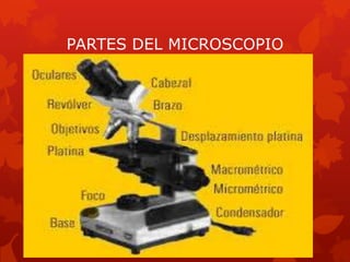 PARTES DEL MICROSCOPIO

 
